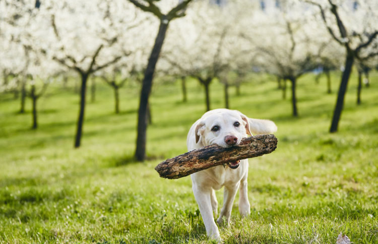 Hund in der Natur